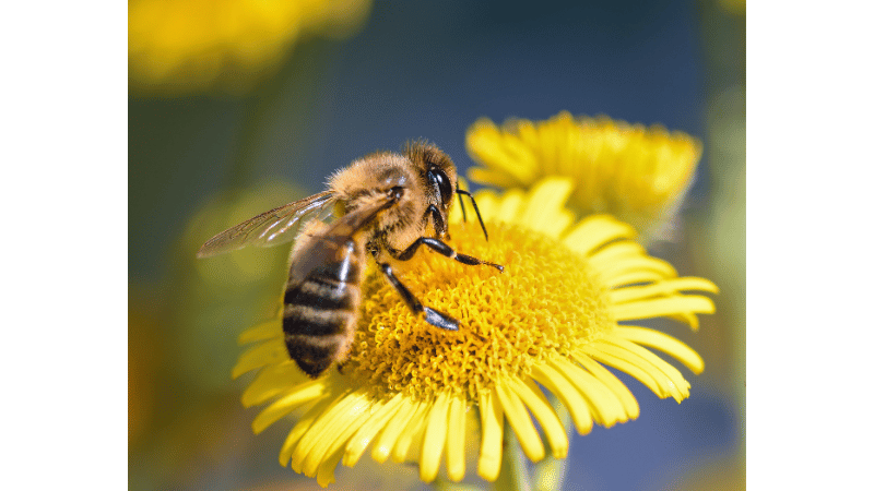 ミツバチのイメージ画像
